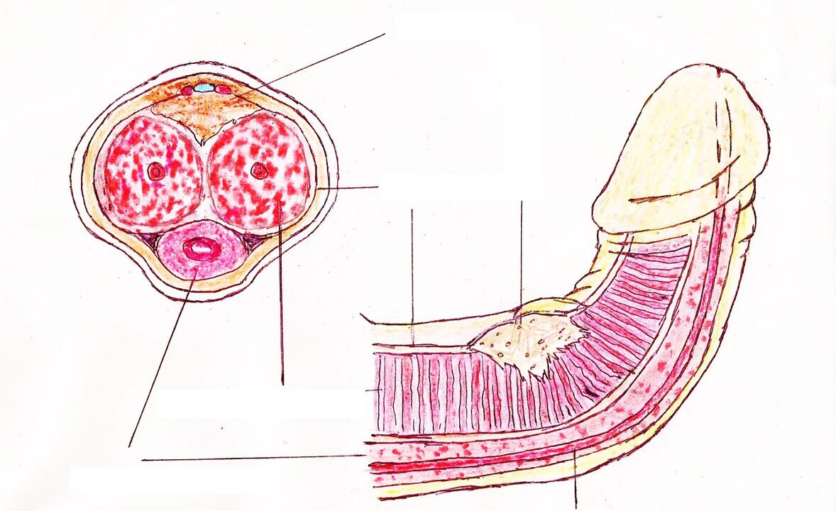 Structure of the penis